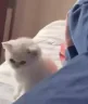 IwillBeatYoAss emote