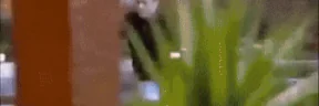 QUEBRATUDO emote