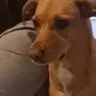 grrrrr emote