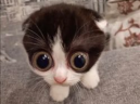 MONKA emote