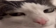 wink emote