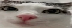 plonk emote