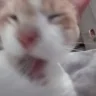 CLEAN emote