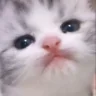 catLick emote