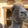 posyaa emote