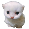 ewber emote