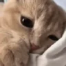 GoodMeowning emote