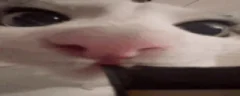 mlem emote