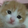 CANYOUFEETHEENCROACHINGURGETOEMBRACEYOURINNERMADNESSTOLETOUTTHEDEMONSINSIDEOFYOU emote