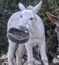STARVING emote