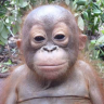 zyyyynx emote