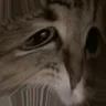 moew emote