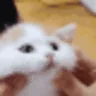 CatBup emote