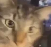 cho emote