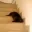slinky