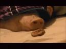 motor emote