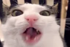 crunch emote