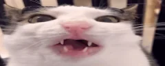 crunch emote