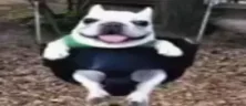 doggieSwing emote