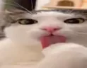 clean emote