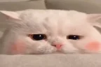 Sadly emote