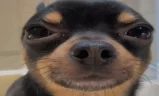 ))) emote