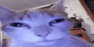 catWeird emote