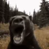 beaR emote