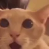NOWAY emote