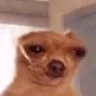 Saddogsinging emote