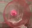 HamsterTryingToKeepApexServersRunningPleaseBeNiceHesDoingHisBest emote
