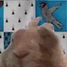 RavenclawVibe emote