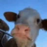 Cowge emote
