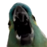 LOUD emote