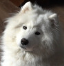 hejlulu emote