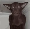 hilarious emote