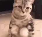 catSit