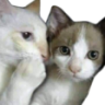 Segredin emote