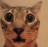 SHOCKED emote