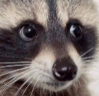 RaccoonWhat emote