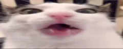 Munchin emote