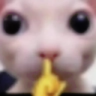 CatShh emote