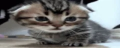 plenk emote
