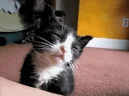 Sleepy emote