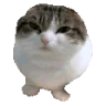 catJiggle emote