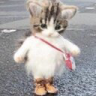 roaming emote