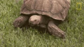 speedrunning emote