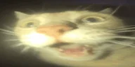 wtf emote