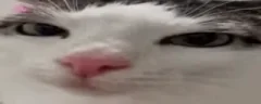 plinkflash emote