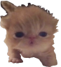 TookANap emote